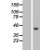 Western Blot: Sodium Potassium ATPase Beta 1 Lysate [NBL1-07811] - Western Blot experiments. 
Left-Control; Right -Over-expression Lysate for ATP1B1